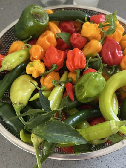 Agent99c's tweet image. Garden fresh Golden harvest #garden #fresh #gold #eatwell