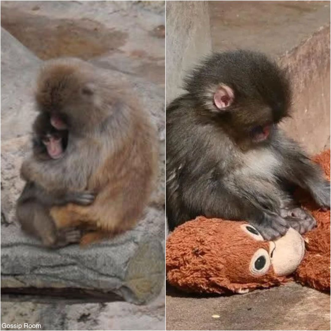🚨 Heureuse nouvelle pour Punch, le petit macaque rejeté à la naissance au zoo d’Ichikawa : longtemps isolé et accroché à sa peluche pour se rassurer, il a enfin été accepté par le groupe. 

Après des débuts difficiles, il a commencé à jouer avec d’autres jeunes singes et a même