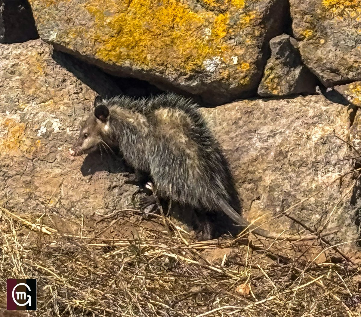 Don Tlacuache. Son inofensivos y muy beneficiosos para el ecosistema controlando plagas, dispersando semillas y forman parte del equipo de limpieza natural, pues son carroñeros. Esta también es su casa. #eltorodelidiaesguardiandelabiodiversidad #elcampobravoeshogardemuchos