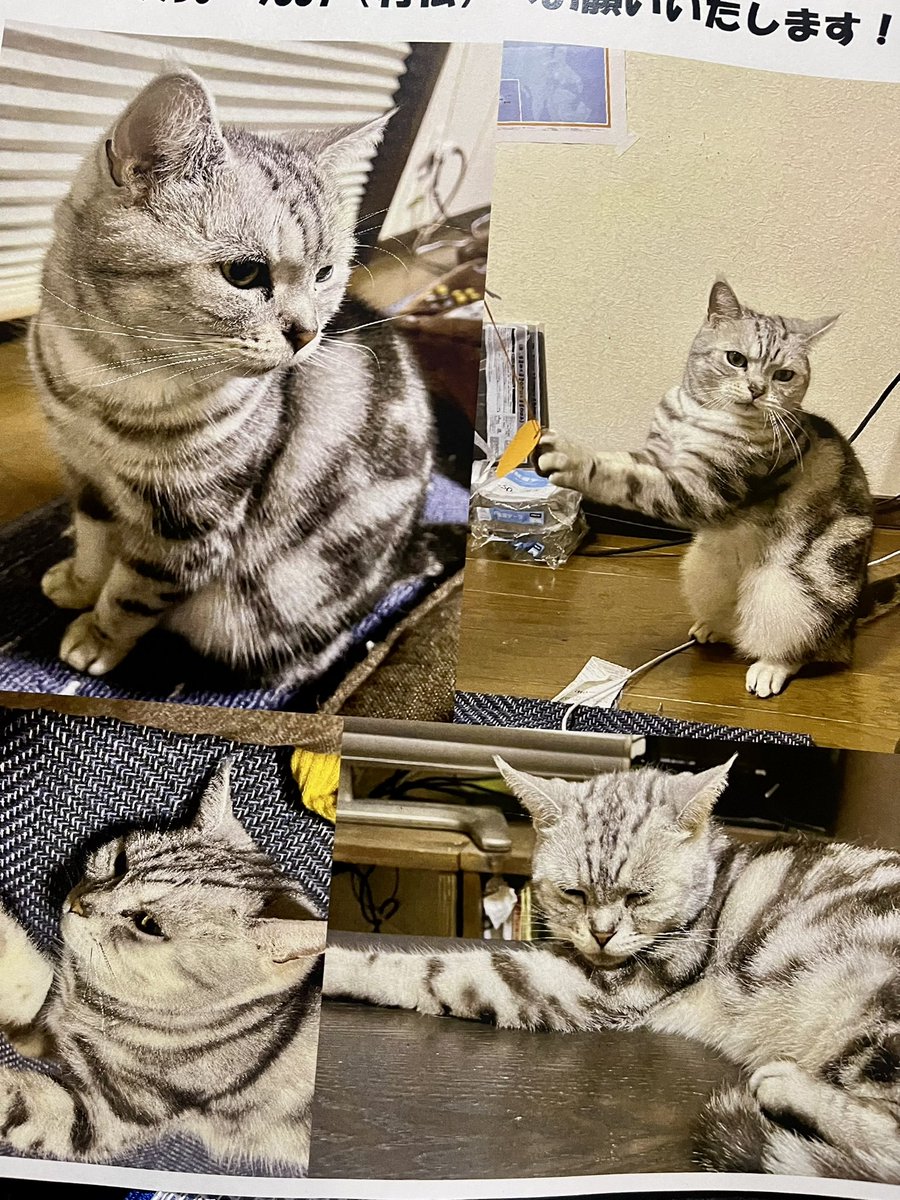 cisco_quartz's tweet photo. 久しぶりのポストなのにすみません。。

うちの飼い猫のらずくんが行方不明になってしまいました。

オスのアメショーで8歳首輪無しです。
2026年2月11日、場所は愛知県西尾市の西尾駅周辺です。

皆様何卒ご協力よろしくお願いいたします！

＃迷い猫 

Instagram
https://t.co/uWLBJcEmfH https://t.co/ecpdKb4sz0