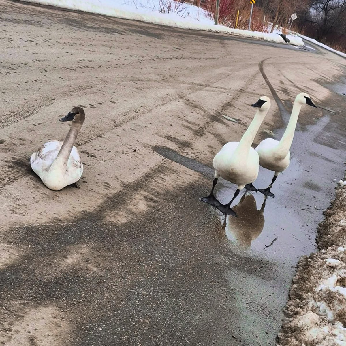 Teddy Wilson tweet media