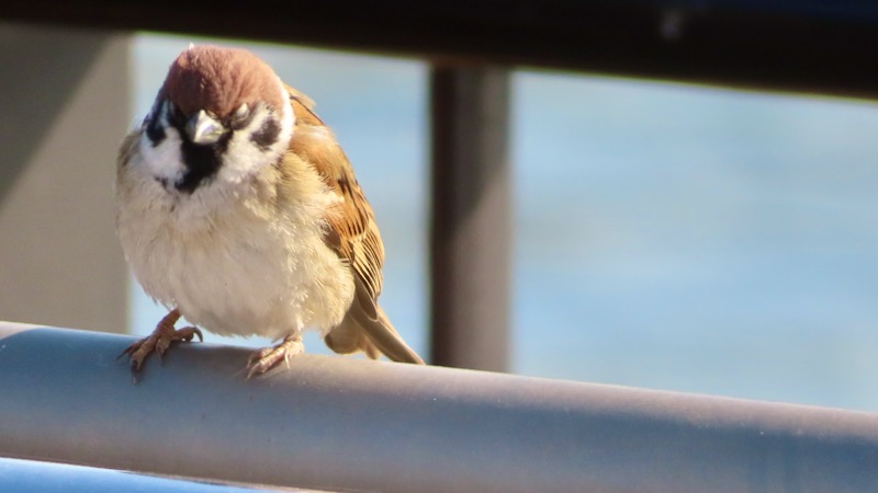 スズメ 2026.2..6 @公園