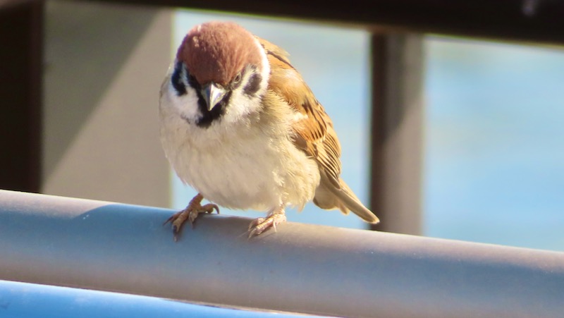 スズメ スズメ 2026.2..6 @公園