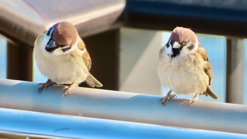 スズメ 2026.2..6 @公園