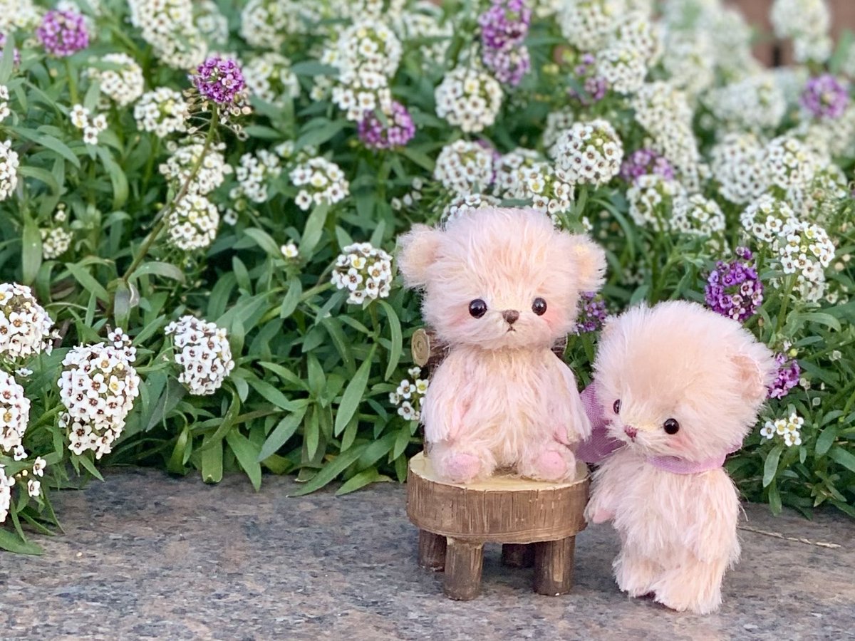 見てください、この可愛すぎるツーショット！💕 お迎えいただいた