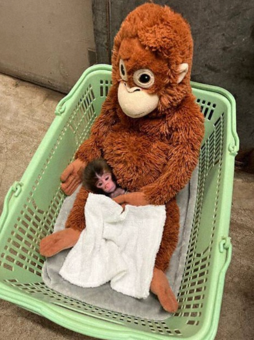 Төрөөд удаагүй бяцхан Панч ба түүний чихмэл найз