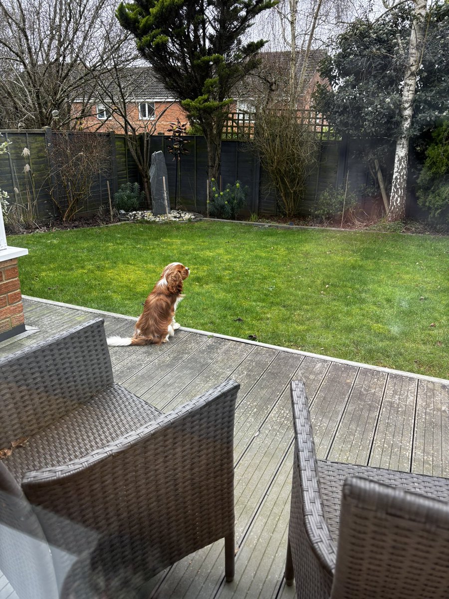 Bentleybones1's tweet image. #finking @MsRoseCavalier 🩷🩵