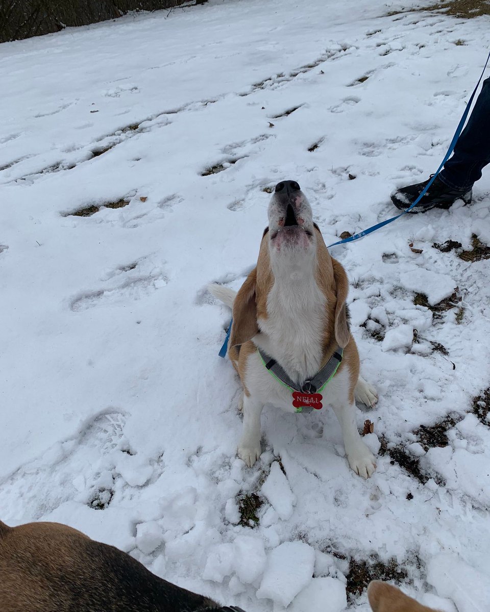 Beagle Facts tweet media