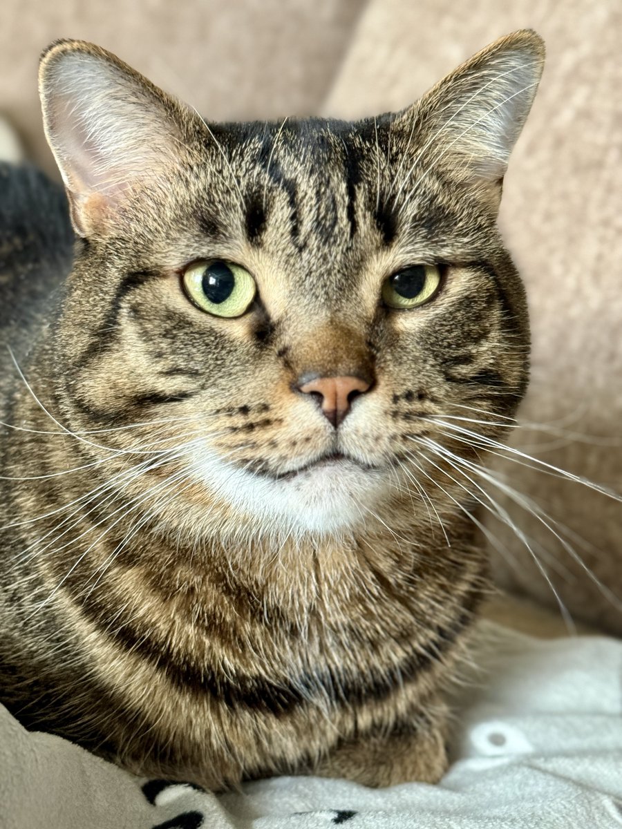 “It’s just a cat,” they say—because they’ve never been chosen as someone’s whole world by a creature so small, yet so full of love.