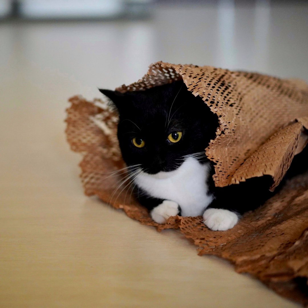 unicouniuni3's tweet image. Uni looked a little lonely…

Then Aoba came to check on him