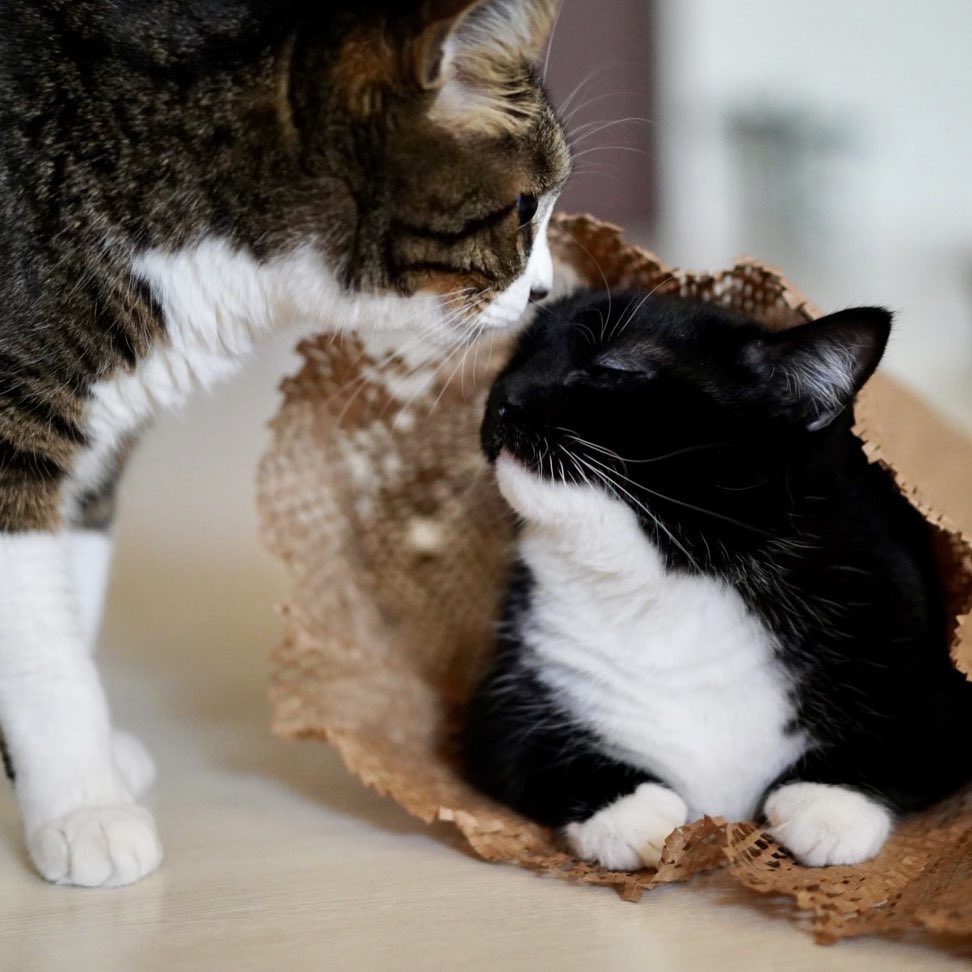 unicouniuni3's tweet image. Uni looked a little lonely…

Then Aoba came to check on him