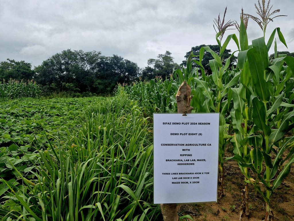 eurelia kazekula tweet media