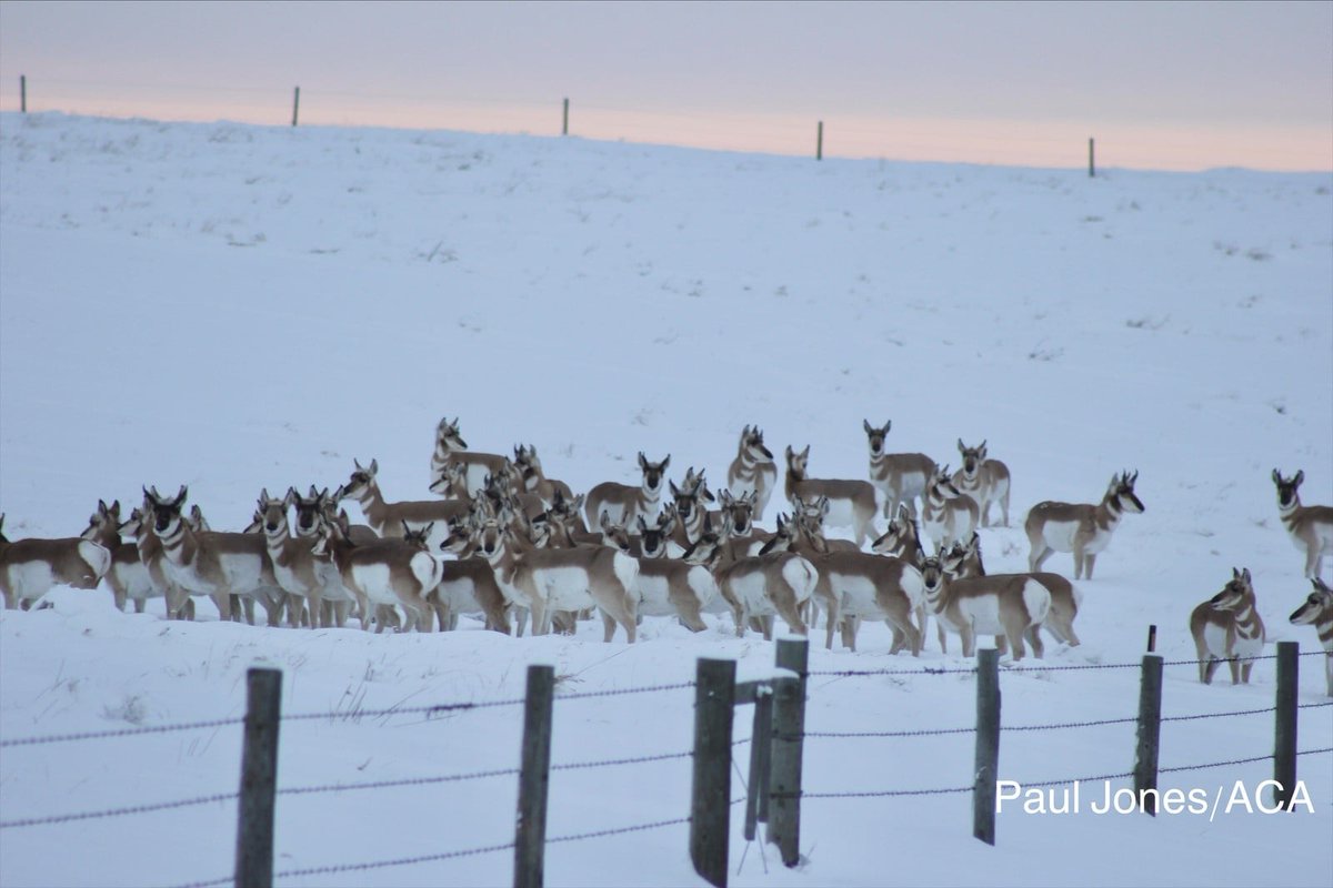 MULTISAR's tweet photo. Snow drifts can block pronghorn from passing under fences. Leaving gates open, if fields aren't in use, can help pronghorn move freely and avoid getting trapped. Thanks to landowners and producers who help keep wildlife moving safely across the landscape
#WildlifeFriendlyFencing https://t.co/58zmHNwQb3