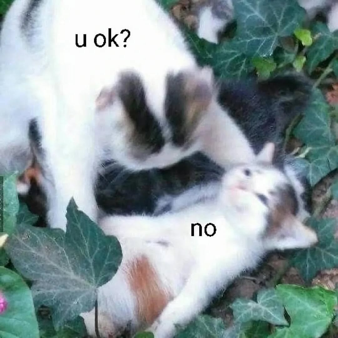 We don't deserve cats 😺 (@catsareblessing) on Twitter photo 