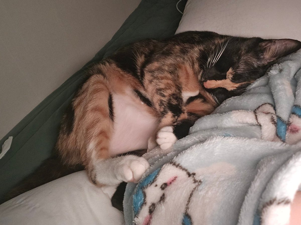 맹고🍩 링고🍎 보로 🍪 tweet media