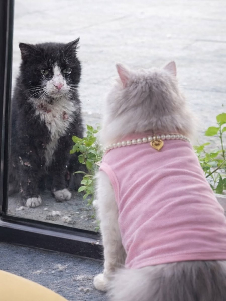 Never ignore a stray cat.