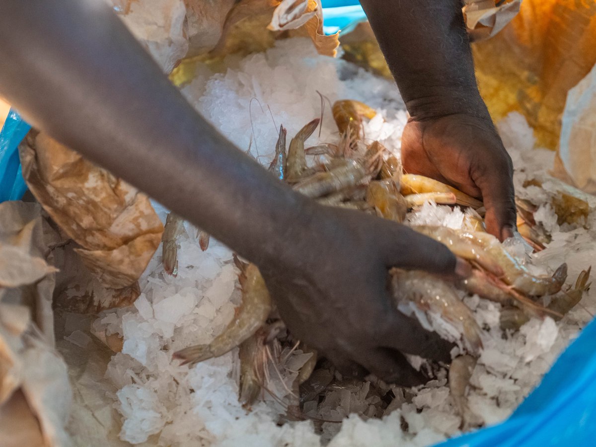 Agence Sénégalaise d'Électrification Rurale tweet media