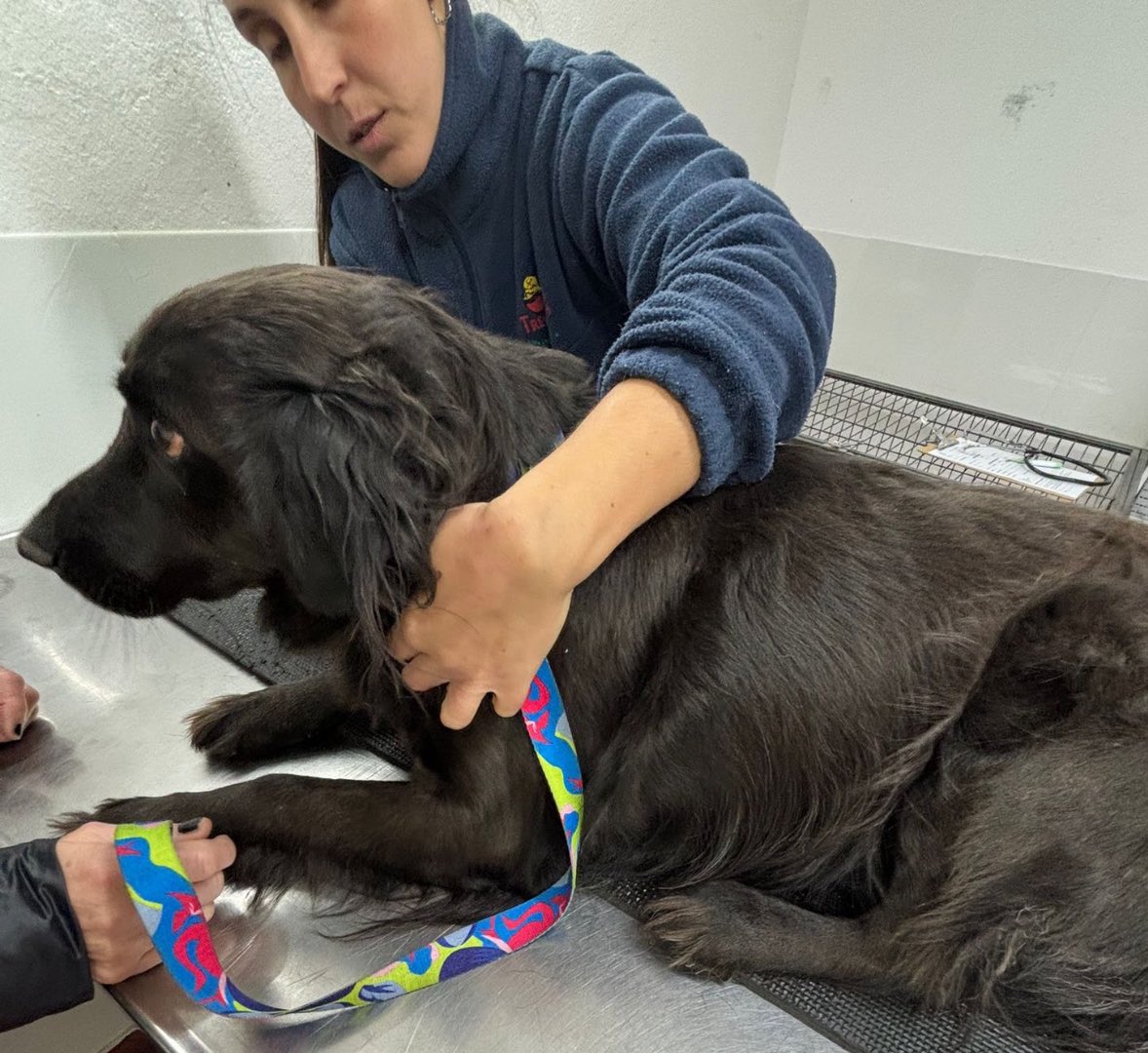 🖤 Negrito es un luchador.
Se recuperó del tumor y viene mejorando de su patita. Hoy está en hogar transitorio.
Este mes se nos complicó mucho. Tiene que volver al veterinario para control y está con medicación por una diarrea que viene arrastrando.

link.mercadopago.com.uy/caseconomicas