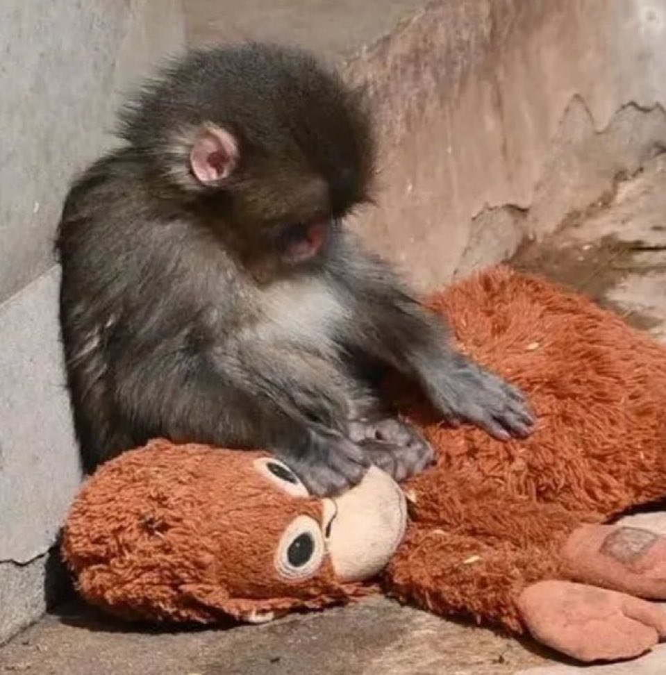 Out Of Context Animals (@cntxtanimai) on Twitter photo 