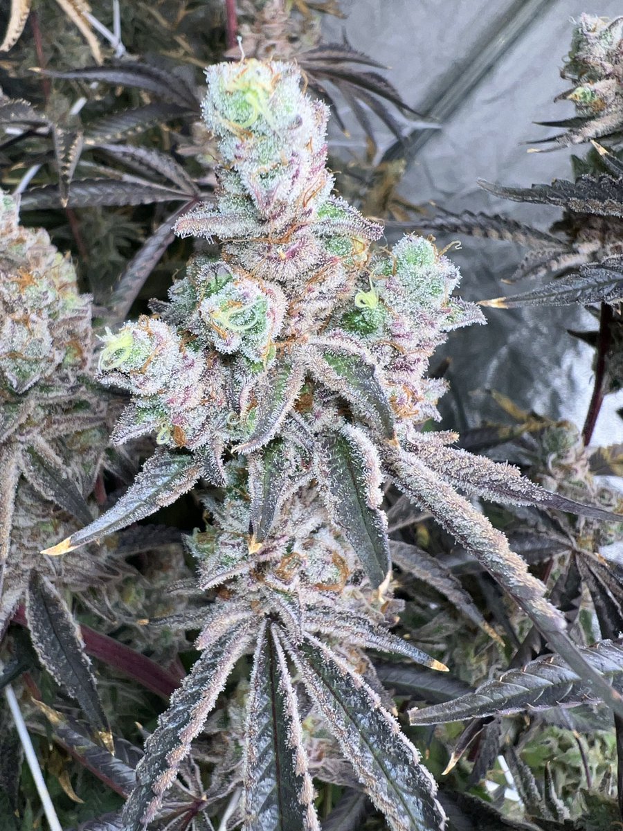 BobsBombBuds's tweet image. Slurricane 7