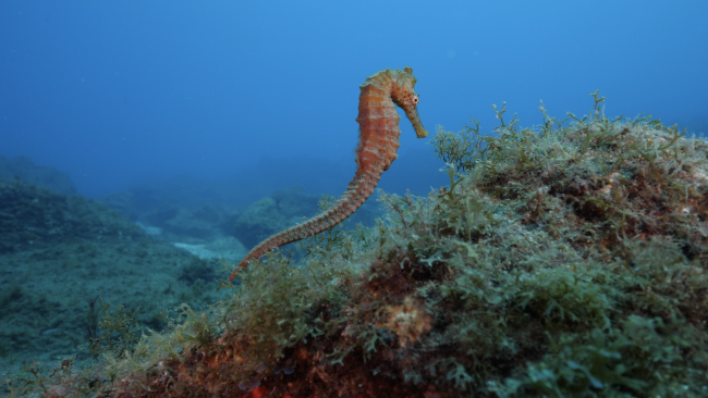 Una treintena de expertos mundiales se reúnen en Gran Canaria para liderar la estrategia global de conservación de caballitos de mar
elsurdigitalgc.es/art/21980/una-…