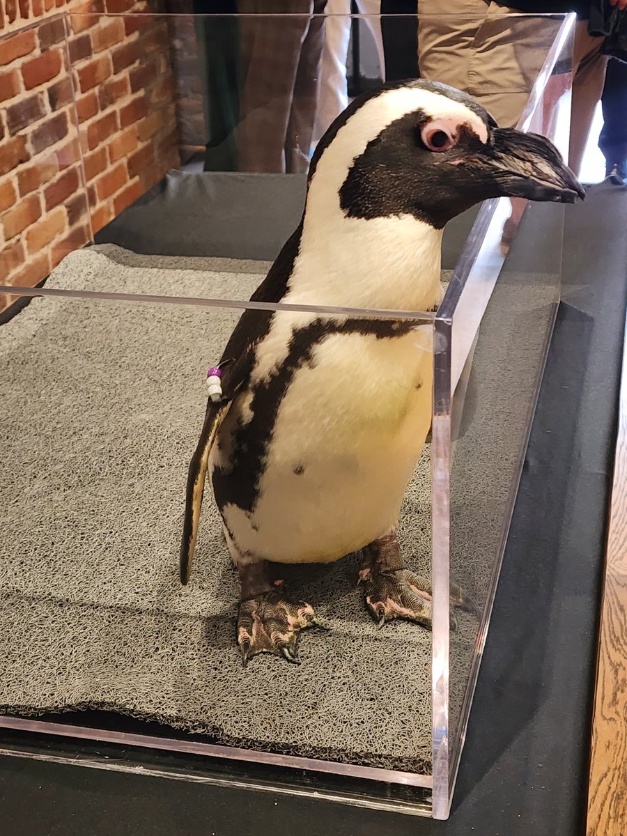 Barbarasharief's tweet photo. Met a little penguin tonight at Pinot  Penguins 🐧💎
He didn’t sip the Pinot… but he definitely admired the jewelry 😌✨
#PinotAndPenguins #NoWineJustShine #JewelryApproved #SenatorStyle #SparkleSeason 🐧✨ https://t.co/RNWApzXm0L