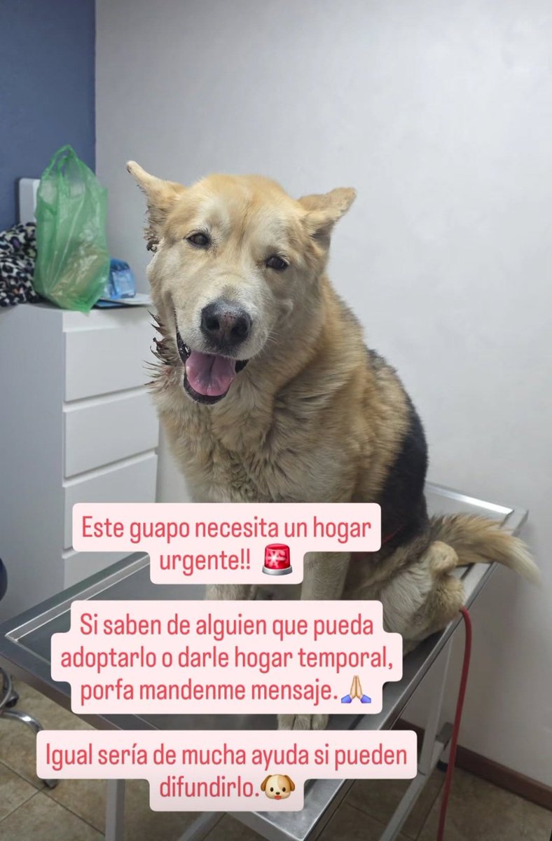 k_xim's tweet photo. @Farandula021 @Horacitu @La_Supermana ����🏻 este perrito fue fuertemente lastimado ayer y en un par de dias sale del hospital y necesita hogar temporal o permanente.

Yo no puedo quedármelo 😢 pero seguro a través de ustedes podemos encontrarle hogar 🥰 https://t.co/CWrqPyvBBO