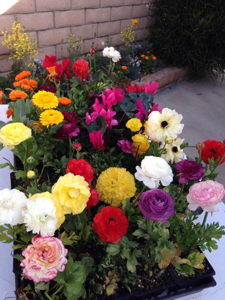 ❃ 𝐆𝖍𝖆𝖟𝖆𝖑𝖆𝖍 𝐒𝖆𝖉𝖆𝖋 ❃ tweet media