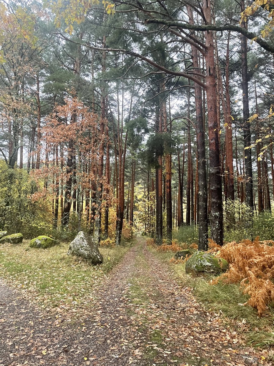 IES Legio VII tweet media