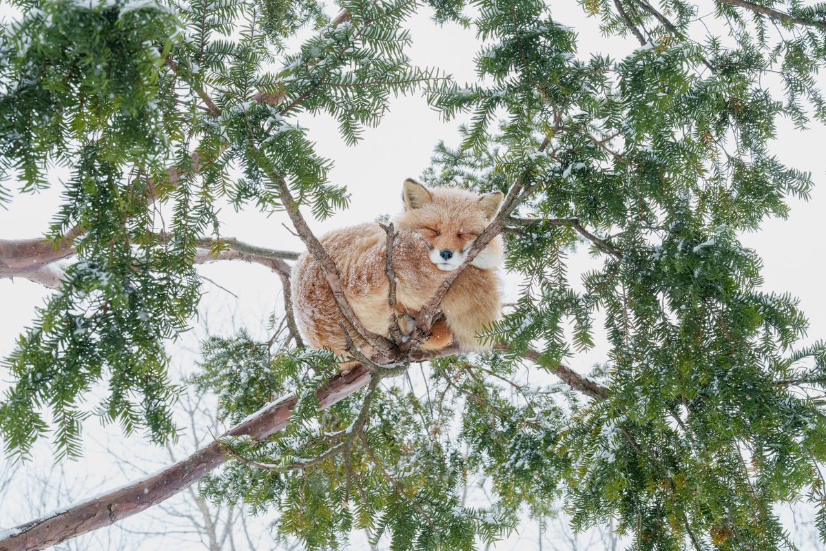 今日も一日おつかれさまでした😪

北きつね牧場