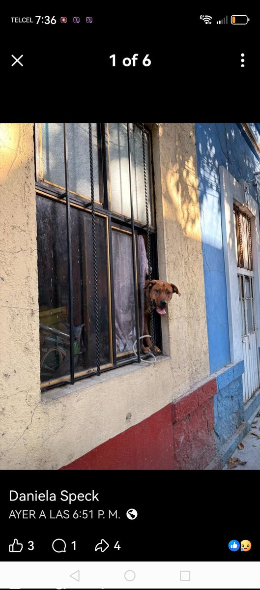 <a href="/ClaraBrugadaM/">Clara Brugada Molina</a>  <a href="/PAOTmx/">PAOT</a> <a href="/UCS_GCDMX/">Unidad de Contacto del Secretario SSC CDMX</a> <a href="/FiscaliaCDMX/">Fiscalía CDMX</a> <a href="/AgatanCdmx/">Agencia de Atención Animal</a> <a href="/AlcaldiaBJ_CDMX/">Alcaldía Benito Juárez CDMX</a> <a href="/Perrosenlacalle/">Alfredo Marquez T.</a> <a href="/LuisMendozaBJ/">Luis Mendoza Acevedo</a> Esta familia mata perros y trae más, quizás para santería o tacos, es viral en face, urge intervención de las autoridades, vecinos han reportado y nadie los ayuda 😭🐕🙏