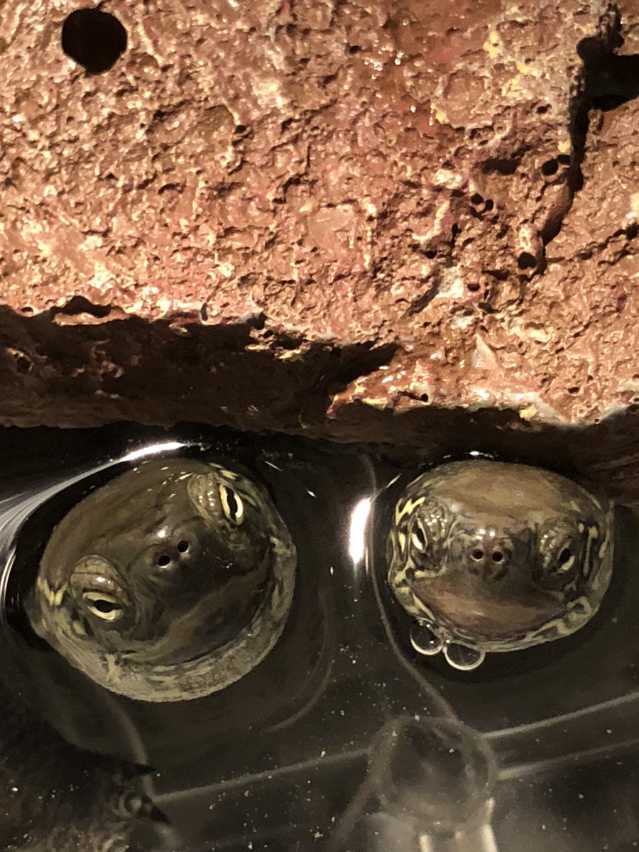 水から生えてきた亀からしかえられない栄養もある
