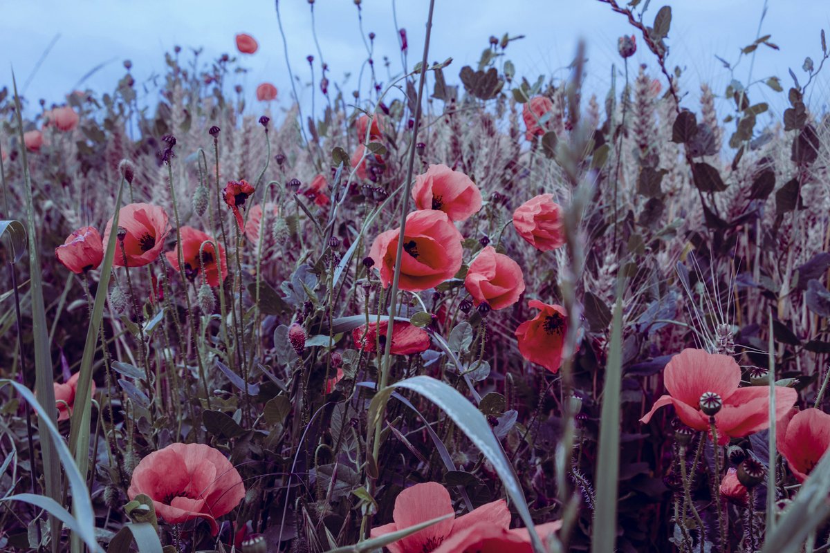 Wannawave (@wannawave) on Twitter photo 