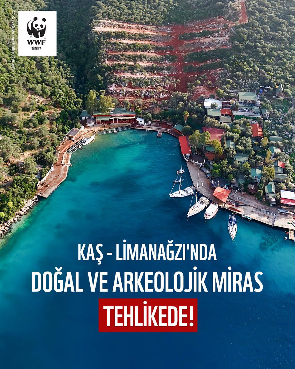 WWF_TURKIYE's tweet photo. ‼️Kaş-Limanağzı'nda doğal ve arkeolojik miras tehlikede!

👉 Limanağzı, Kaş–Kekova Özel Çevre Koruma Bölgesi sınırları içerisinde yer alan; kıyı ekosistemleri, deniz çayırları, zeytinlikleri ve arkeolojik mirasıyla yüksek koruma değerine sahip özel bir alan. Bölgenin doğal ve kültürel özelliklerinin korunması, hem biyoçeşitlilik hem de Akdeniz kıyı peyzajının bütünlüğü açısından kritik öneme sahip.

❗Bölgede son dönemde gözlemlenen taraçalandırma, arazi düzleştirme, zeytinlik alanlara müdahale ve sahile paralel yol açılması gibi kıyı ve deniz ekosistemleri üzerinde baskı oluşturabilecek uygulamalar ve koruma statülerinin gerektirdiği süreçlerin işletilmesine dair belirsizlikler endişeye neden oldu. Açılan yol ve arazi düzenlemelerine ilişkin süreç hâlen yargıda. 

Alınacak kararlar, Kaş-Limanağzı’nın geleceğini doğrudan etkileyecek.

❗Kaş-Limanağzı’nda kıyı şeridi ve çevresindeki doğal habitatlarda değişikliğe yol açabilecek müdahaleler gözlemleniyor. Hem karasal hem denizel hassasiyetler nedeniyle bilimsel temelli ve bütüncül bir koruma yaklaşımı yaklaşımına ihtiyaç var. 

🌊🌱 Kıyılarımızın doğal değerlerini korumak, hepimizin ortak sorumluluğu.

❗Limanağzı’nda yürütülen tüm süreçlerde; ilgili kurumları, bilim insanlarını ve yerel paydaşları kapsayan şeffaf, katılımcı ve koruma temelli bir yaklaşımın hayata geçirilmesi #İmkansızDeğilAcil.

💙 Kıyı ve deniz ekosistemini korumak #BirlikteMümkün.