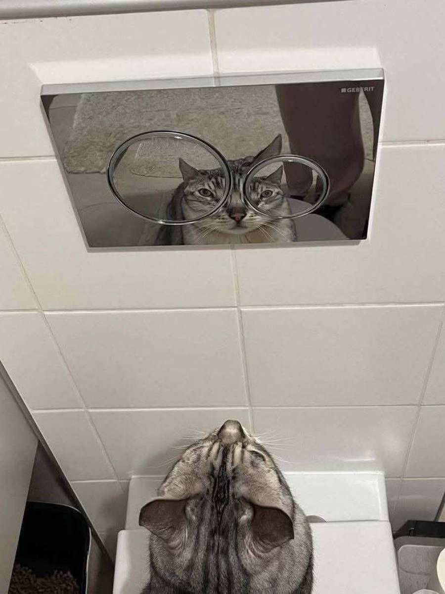 Бебрик tweet media