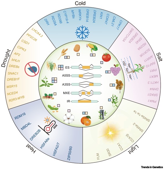 Trends in Genetics tweet media
