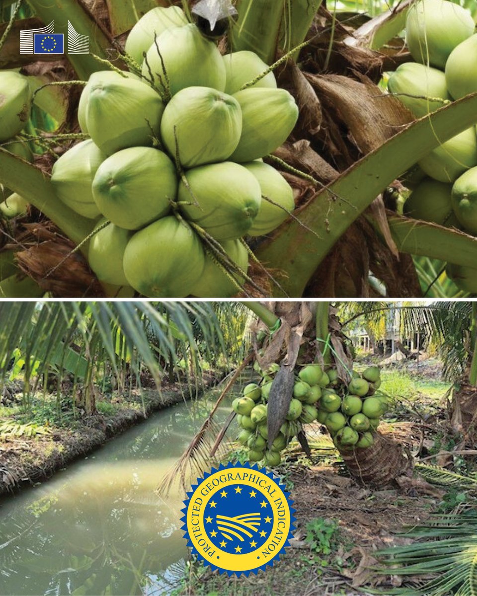 EUAgri's tweet photo. 🇪🇺New Protected Geographical Indications registered:

🇷🇴Batog de sturion PGI
🇹🇭Maphrao Namhom Ratchaburi/‘มะพร้าวน้ำหอมราชบุรี PGI

Discover more on GIs👉https://t.co/BL99VE8obA #EUQuality https://t.co/kCK2A3mbOI