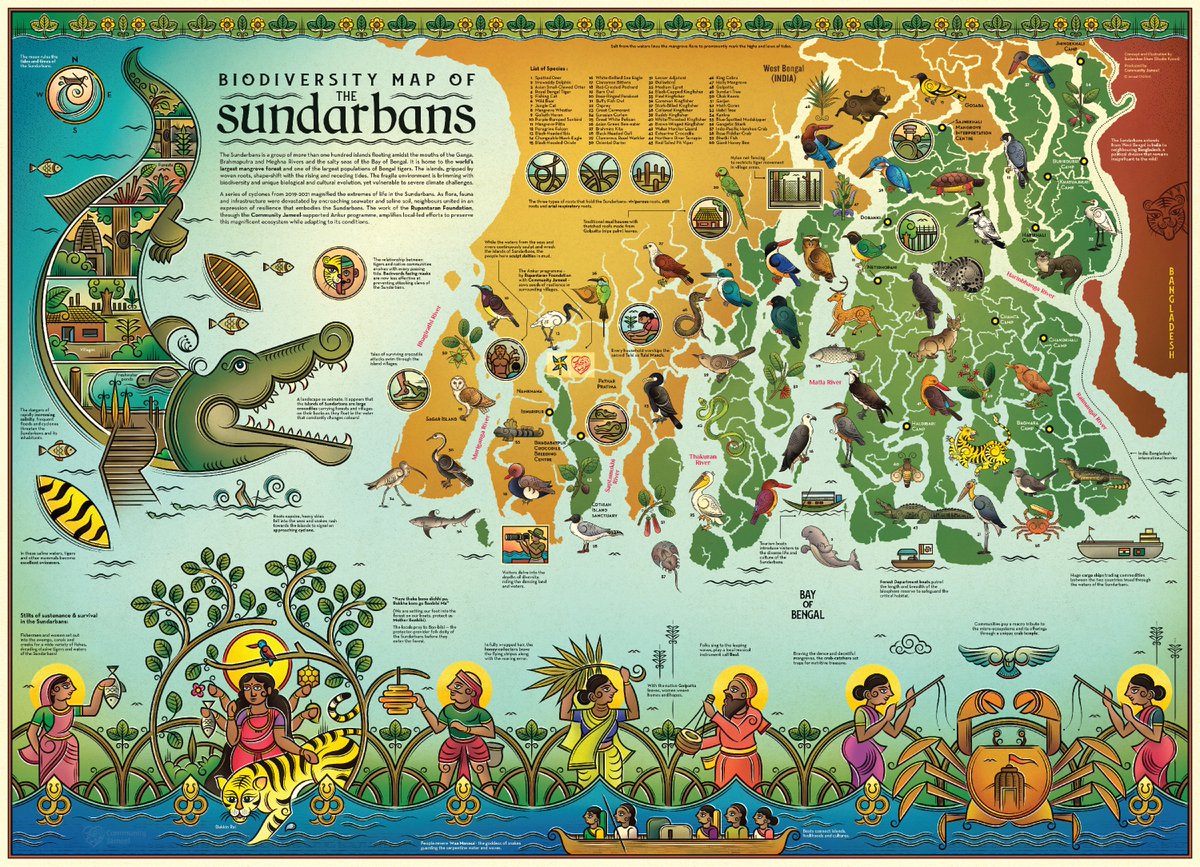Presenting our Folkindica Biodiversity map of the Indian Sundarbans.🐯

An 'art's eye view' of the West Bengal's wildest pride- the land of shape-shifting islands, brimming biodiverisity, daunting uncertainities, the fiercest inhabitants and the most mystical folk cultures.