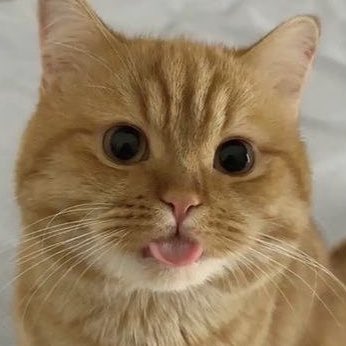 #wenonyang blep