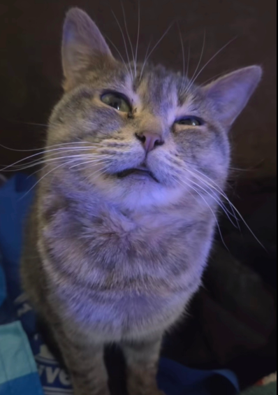 Dopey is going extremely viral on TikTok getting a video with atleast a million views every day. 

She is becoming a meme in the comment sections with these pictures being spammed of her in these two TikToks

She has gained 10k followers in the past 12 hours and will keep getting