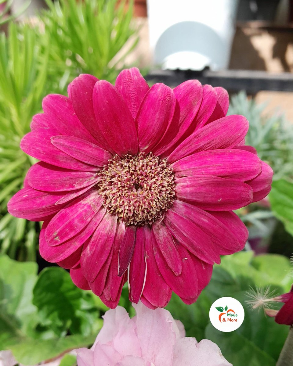 #Gerbera daisies Easy care tips: Yellow leaves? Let soil dry, improve drainage 
Wilting? Check soil moisture  Not blooming? More light (6hrs+), less fertilizer 
Brown tips? Water evenly, flush soil

Get yours at Maua &amp; More: Garden City Mall / Metroplex Mall #MauaAndMore