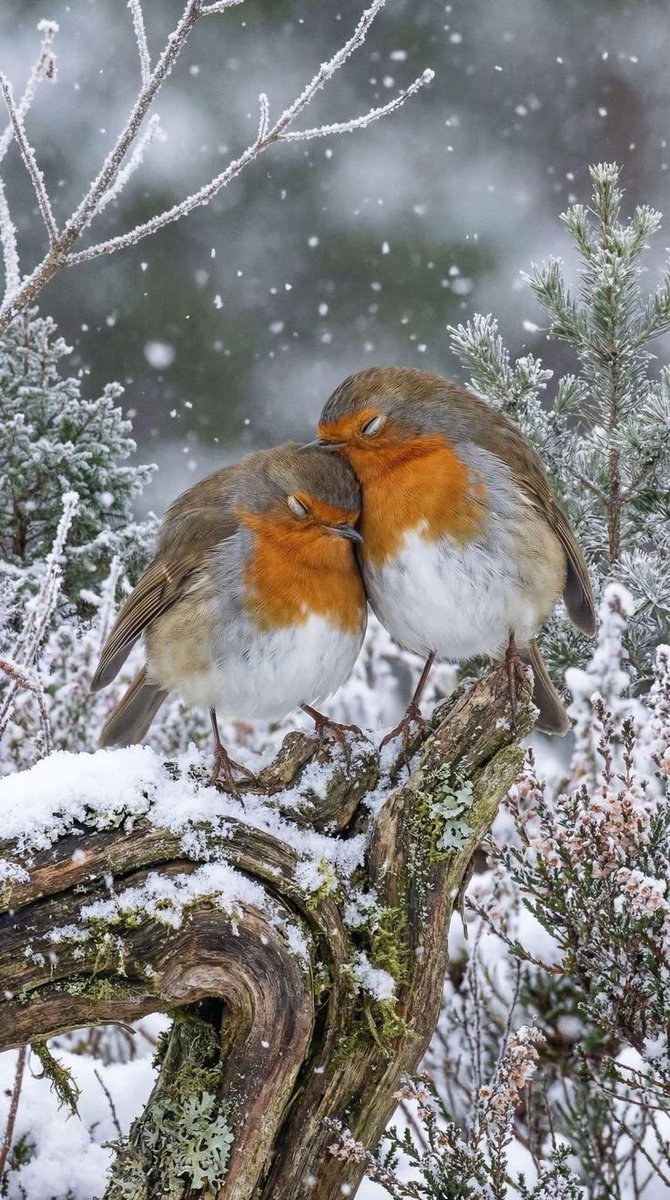 Zeraf000's tweet image. 🌇 “Good evening to the two hearts that beat as one soul — together in peace, together in strength.”

GoodEvening all❤️

#TwoHeartsOneSoul #PositiveVibes #TogetherForever #SoulConnection