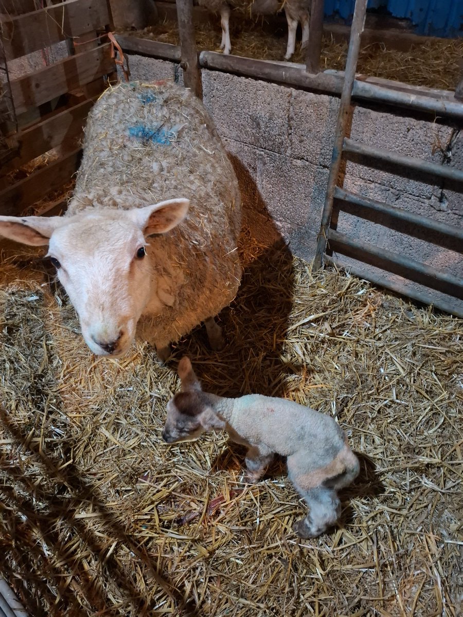 FreebieBean's tweet photo. 2/2 …if that wasn’t exciting enough ‘Wingnut47’ last year’s baby, has had her first lamb & I’m now a virtual Grannie LOOK AT HER!
❤️ I love you Bridge ❤️
Thank you for humouring me 💋
#BeannieBaby
#Valentine
#Olive
#Hope
#Precious
#Clover
#Ernest
#Honor
#Wingnut47
#Morris8 https://t.co/Tta9d5KnVO
