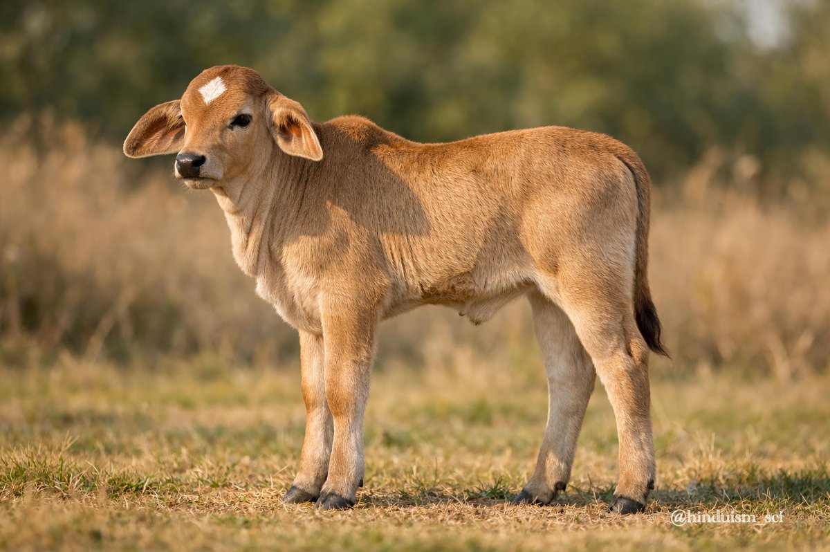 FalconUpdatesHQ tweet media