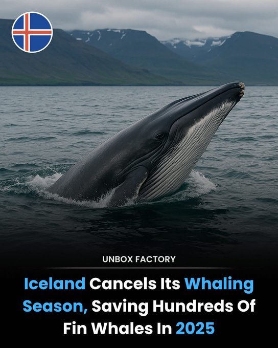 LetLive626's tweet photo. Despite no fin whale hunt in 2025 (bc market collapse, not policy change) the government keeps the door open for slaughter: quotas for hundreds of fin &amp; minke whales remain valid. Another season could start soon-whales' lives hang by a thread. End #whaling https://t.co/QaCMQGmgQG