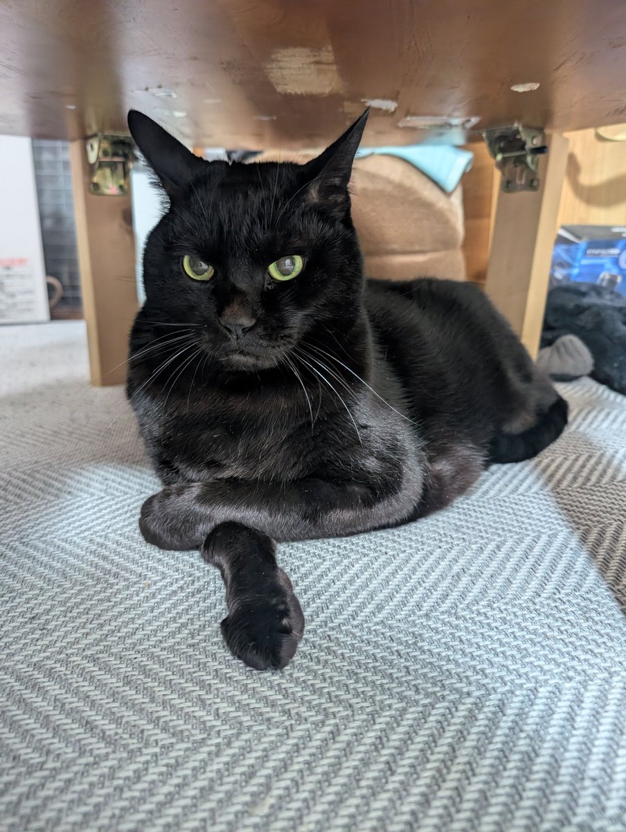 うちの猫、最近いつもコレ