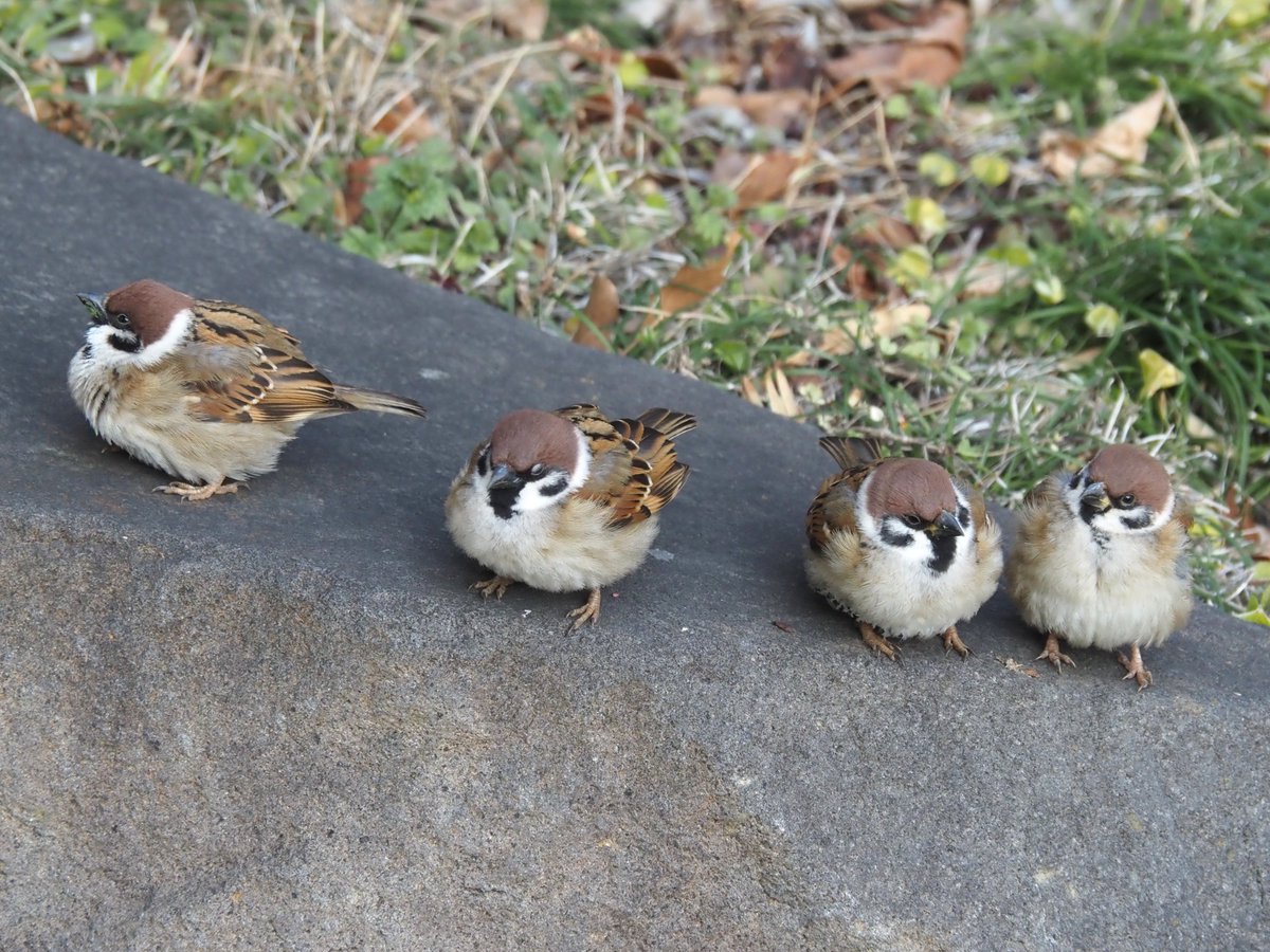 ちゅんちゅん (@chunchu0803) / Posts / X