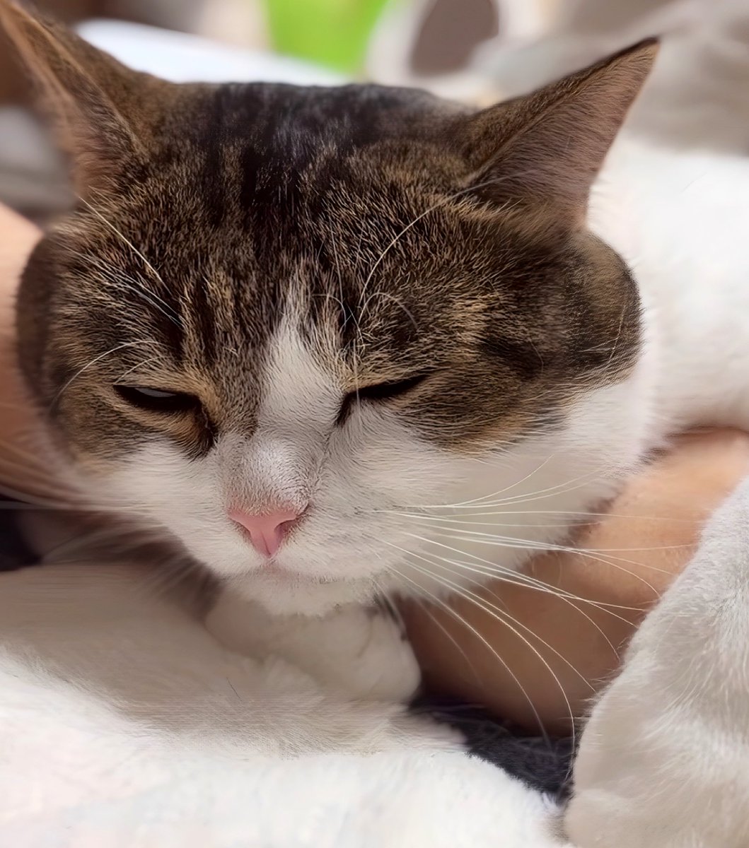 今夜は離さないニャリよ😽💖🤗 おやすみにゃん✨ Good night🌙 Buenas