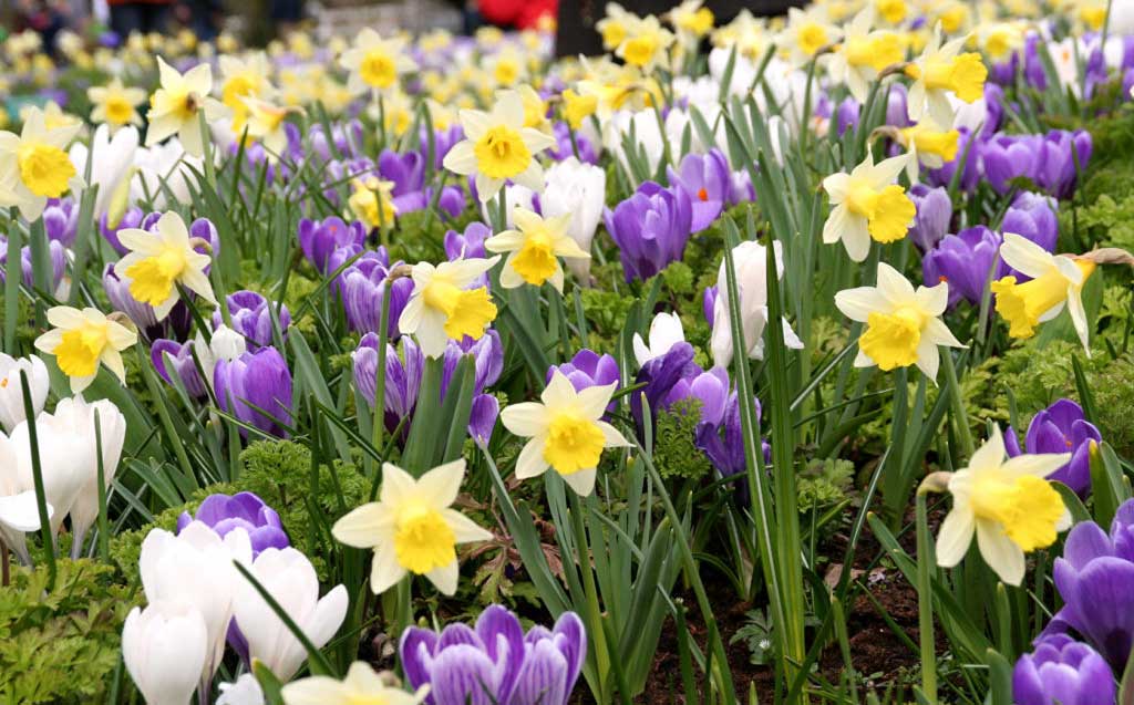 idverde_Bromley's tweet image. Spring is on the way 🌷

Look out for colourful crocuses and daffodils popping up across the borough

These early blooms are vital for pollinators emerging from winter.

#SpringInBloom #Greenspaces