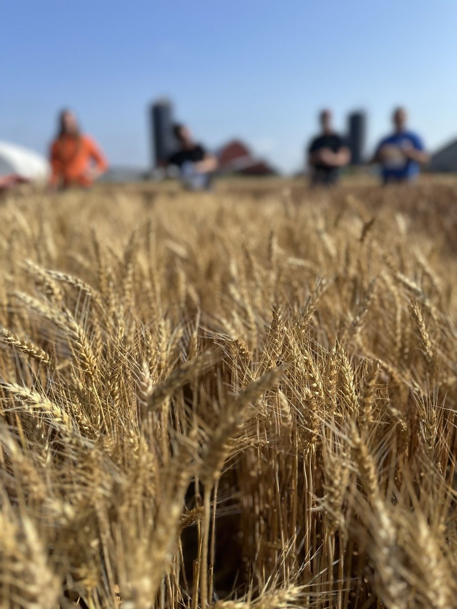 DF Seeds tweet media